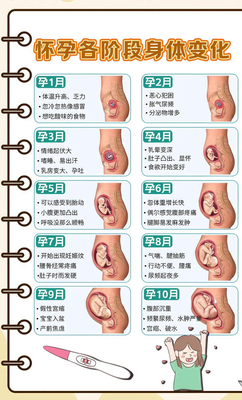 揭秘供卵代孕妈妈怀孕小腹分两节,孕期变化的奥秘怒江代生机构: